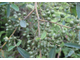 Литсея кубеба (Litsea cubeba) плоды (10 мл) - 100% натуральное эфирное масло