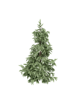 хвойные Ель 3912895 tree