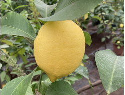 Лимон Павловский