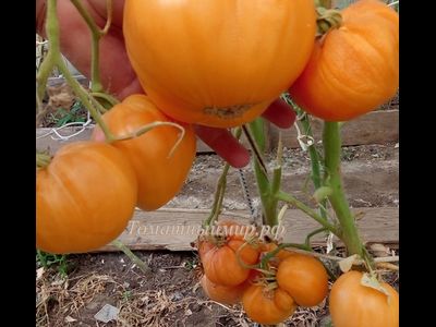 Томат Регби оранжевый (Rugby orange, США)