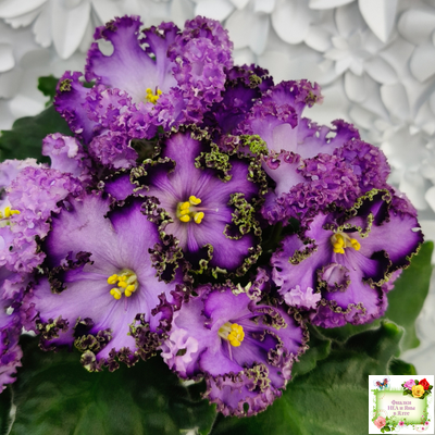 АВ-Пенная Вечеринка (Фиалковод) 2021 г.