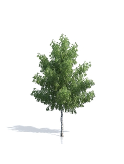 Billboards Дерево летнее_02