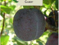 Гильберт (слива)