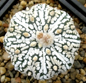 Astrophytum asterias cv.Super Kabuto - 5 семян