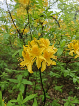 Азалия / Рододендрон желтый (Rhododendron luteum) абсолю (1 г)