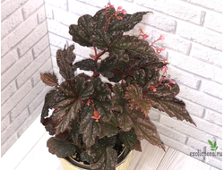 Бегония Victorian Butterflay