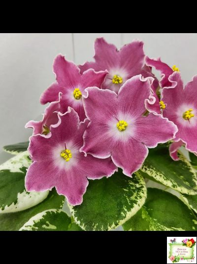 НД-Наталка-Полтавка (Н. Данилова-Суворова) 2018 г.