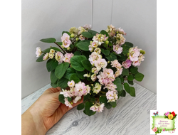 Pink Mint (S.Sorano) трейлер (пасынок срез)