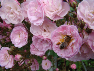 Хевенли Пинк