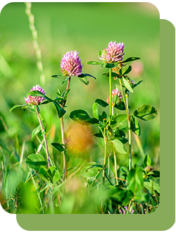 Семена многолетних трав