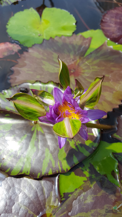 Нимфея Индиан Годдес