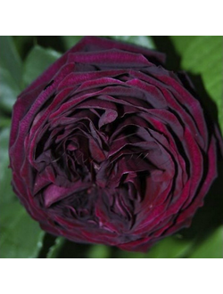 Принц(The Prince)