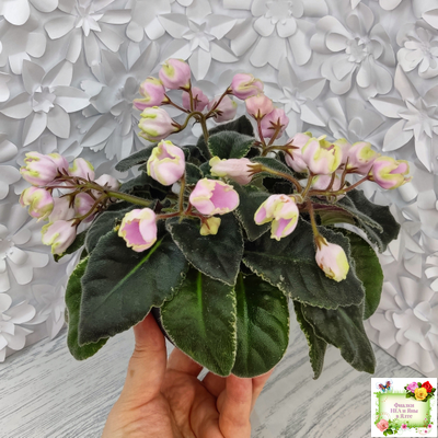 ЛЕ-Ландыши (Е. Лебецкая) 2020 г. (пестролистный лонг)