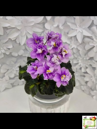 Fay's Madeleine (F. Wagman)