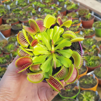 Венерина Мухоловка, Дионея Мусципула (Dionaea muscipula). Купить Хищное растение Дионея в Украине.