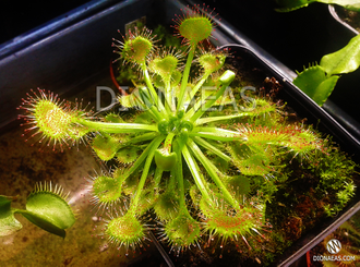 Drosera Rotundifolia | Росянка Круглолистая