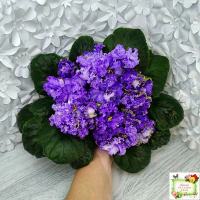 БР-Маленькое Счастье (С. и Н. Буркацкие) 2020 г.