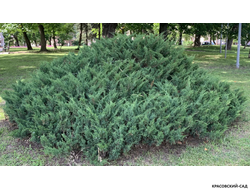 Можжевельник Блау Донау - Blaue Donau