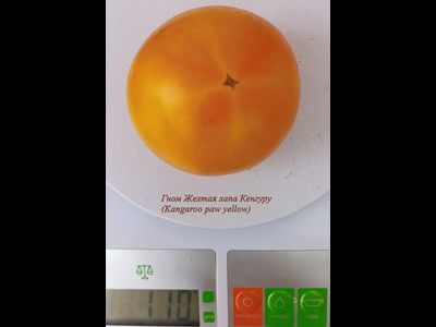 Томат Гном Лапа кенгуру желтый (Dwarf Kangaroo Paw Yellow)