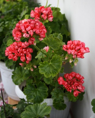 Fringed Patricia Andrea - пеларгония тюльпановидная - описание сорта, фото - купить черенок почтой