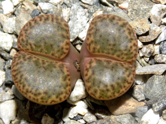 Lithops bromfieldii v.insularis Soverby - 10 семян