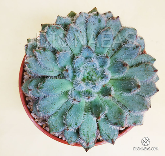 Эхеверия Сетоза Рунделли - Echeveria Setosa x Rundelli, Эхеверия щетинистая