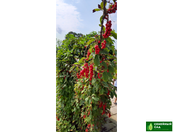 Лимонник китайский