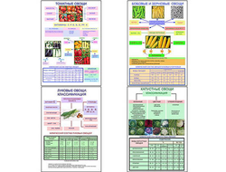 Плакаты ПРОФТЕХ "Классификация овощей" (11 пл, винил, 70х100)