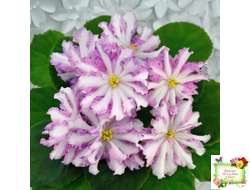 Оленька (Ю.Андрусенко, О.Артёмова) химера (стартер сорт)