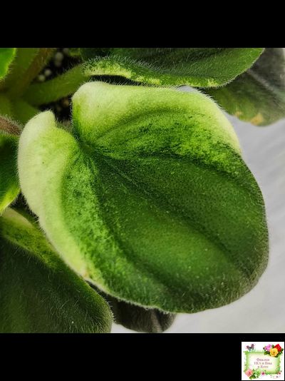 LV-Мариночка (Л. Шевелева) 2023 г. (клакамас бастл-листва с кроновой пестролистностью)