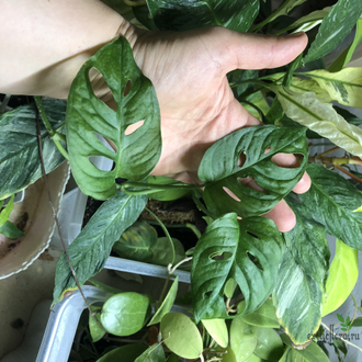 Монстера ‘Monkey mask‘