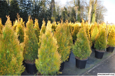 Туя Еллоу Рибон