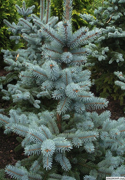 Ель колючая Маджестик Блю