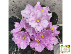 Rivermist Beguiling (J. Baker) (стартер)