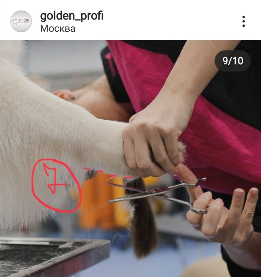 Стрижка передних лап - этап 7