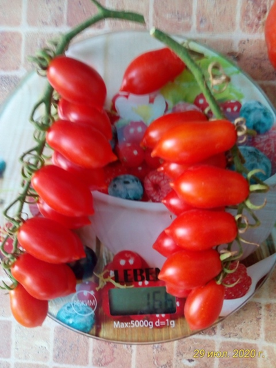 Томат Даттерини красный (Datterini red)