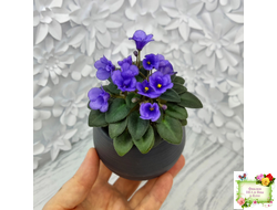 Rob's Twinkle Blue (R.Robinson)