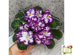 АВ-Навсегда (Фиалковод) 2021 г. (лист посажен 03.11.25)