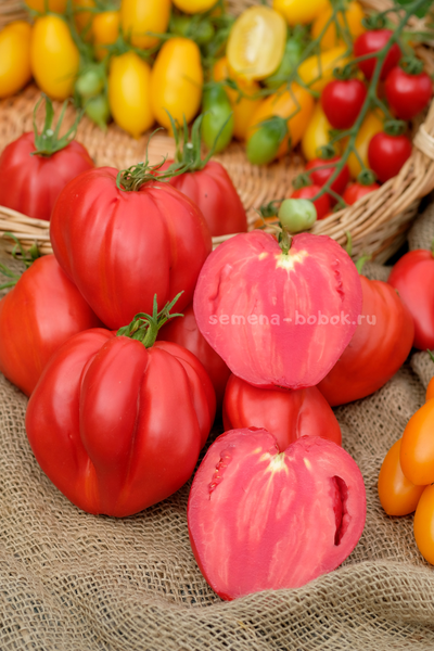 Томат Cuore Antico di Aqui Terme (Старинное сердце Акви Терме), 10 шт