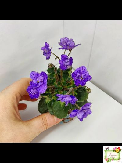 Milady (C.Russell) 01/21/1981 (гёрл-лист)