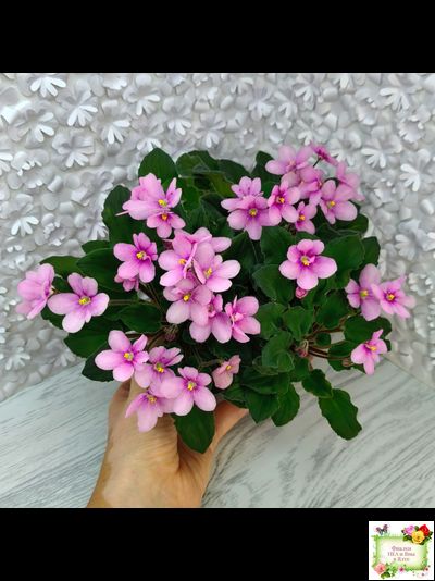 LV-Звезда в Ночи (Л. Шевелева) 2025 г. трейлер (клакамасный лонг)