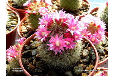 Mammillaria spinosissima (с темными колючками)