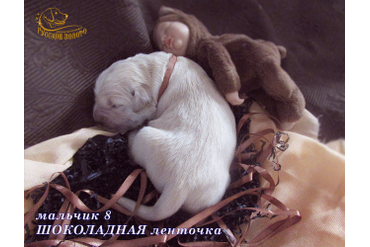 УЖЕ в НОВОМ ДОМЕ =Мальчик ШОКОЛАДНАЯ ленточка, 5 дней. ДР 28.01.20. 