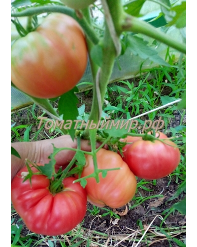 Томат Силезская малина (Schlesische Himbeere), Германия