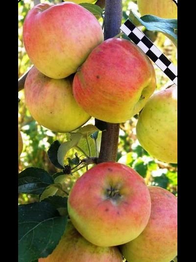 Синап горный (яблоня)