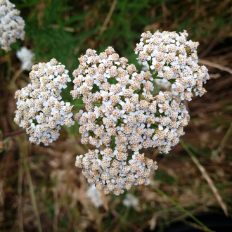 Тысячелистник (Achillea millefolium) 2 г - 100% натуральное эфирное масло