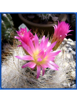 Neoporteria gerocephala