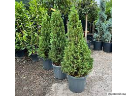 Ель канадская Conica - фото в питомнике - красовский-сад.рф