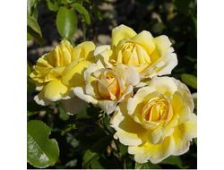 Солей Вертикаль