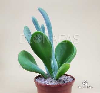 Kalanchoe Lady Finger - каланхоэ Леди Фингер, Каланхоэ Oricula Lady Finger, Большой Ух